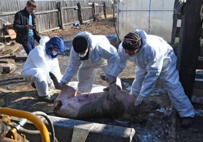 Карантин из-за африканской чумы свиней введут в поселке в Приморье - interfax-russia.ru - Приморье край