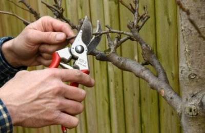 7 техник обрезания веток, чтобы дерево исцелялось без проблем - skuke.net