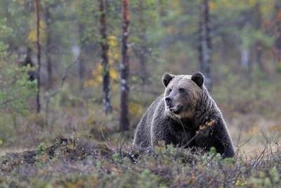 Медведь-людоед вновь убил туриста в горах Красноярского края - kras.mk.ru - Красноярский край
