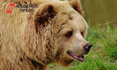 В природном парке под Красноярском на туристов снова напал медведь - fedpress.ru - Красноярск