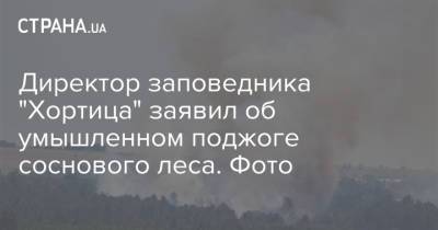 Директор заповедника "Хортица" заявил об умышленном поджоге соснового леса. Фото - strana.ua - Украина