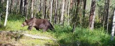 В Красноярском крае в природном парке медведь напал на группу туристов - runews24.ru - Красноярский край