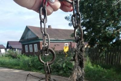 Осторожно - злобный хозяин: костромские зоозащитники спасли овчарку от владельца-садиста - kostroma.mk.ru - Россия - Кострома