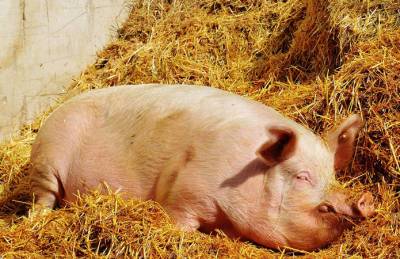 На рынке свинины начались манипуляции в связи возвращением 20% НДС - agroportal.ua - Украина