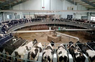 В России банки пытаются захватить крупнейшего производителя молока - agroportal.ua - Россия - Украина - Воронеж