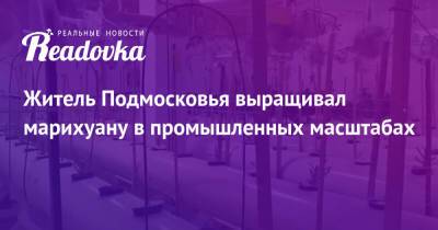 Житель Подмосковья выращивал марихуану в промышленных масштабах - readovka.ru - Россия - Московская обл. - городское поселение Солнечногорск