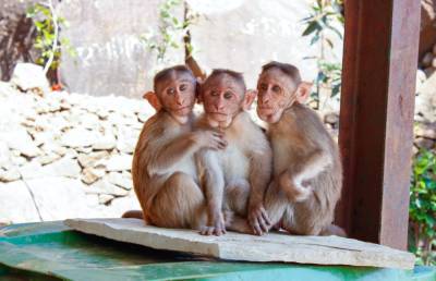 На фоне пандемии обезумевшие обезьяны делят туристический рынок – Учительская газета - ug.ru - Таиланд - Бангкок - Нападение