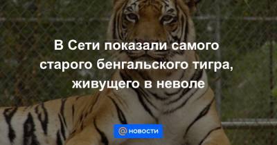 Анна Лысенко - В Сети показали самого старого бенгальского тигра, живущего в неволе - news.mail.ru - Техас - USA