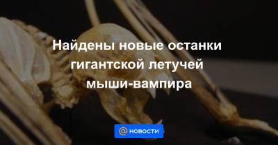 Найдены новые останки гигантской летучей мыши-вампира - news.mail.ru