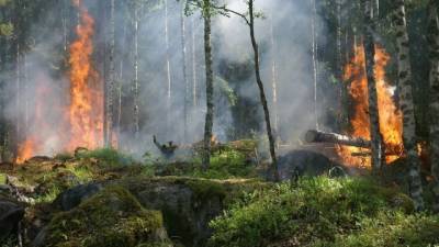В Карелии площадь лесных пожаров приблизилась к 16 тыс. га - delovoe.tv - Санкт-Петербург - Мурманская обл. - Архангельская обл. - республика Карелия