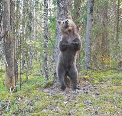 «Замечтался»: В Нижне-Свирском заповеднике фотоловушка поймала медведя у чесального дерева — фото - ivbg.ru - Украина