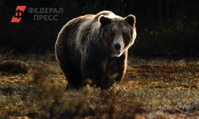 Как выжить при встрече с медведем: правила поведения - fedpress.ru - Москва