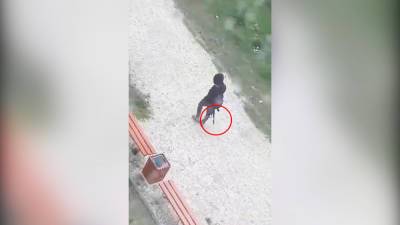 В Екатеринбурге разгуливающий с ружьем мужчина попал на видео - tvc.ru - Екатеринбург