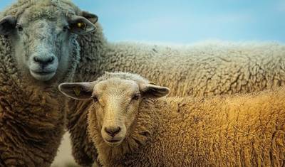 Труд овец стали использовать в своей работе ирландские историки - mirnov.ru - Ирландия