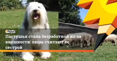 Пастушья стала безработной из-за внешности: овцы считают ее сестрой - ridus.ru - Англия