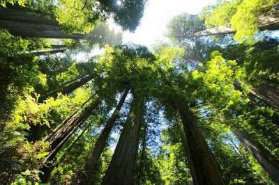 Из-за экстремальной жары массово умирают деревья - ученые и мира - cursorinfo.co.il - шт. Колорадо - штат Вашингтон - Экология