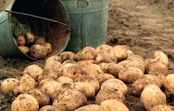 Милиционеры Гомельского района брошены на охрану молодого картофеля и лука - charter97.org - Белоруссия - район Гомельский