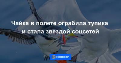 Чайка в полете ограбила тупика и стала звездой соцсетей - news.mail.ru - США - Исландия