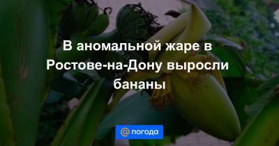 В аномальной жаре в Ростове-на-Дону выросли бананы - news.mail.ru - Ростов-На-Дону