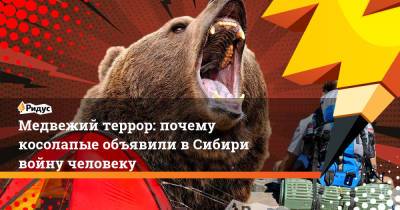 Медвежий террор: почему косолапые объявили в Сибири войну человеку - ridus.ru - Россия - Красноярский край