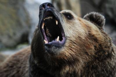 Медведь напал на человека на территории нацпарка в Красноярском крае - interfax-russia.ru - Красноярский край - Красноярск
