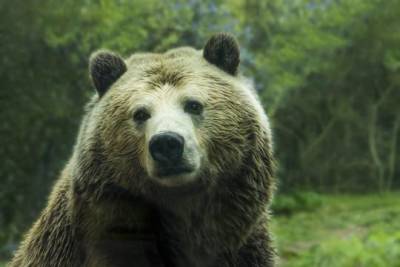 Турист из Москвы погиб в результате нападения медведя - versia.ru - Москва - Красноярский край