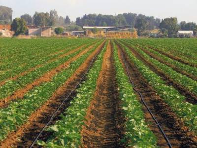 В Узбекистане наблюдается уменьшение производства продукции растениеводства - trend.az - Узбекистан