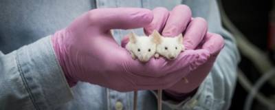 Ученые разработали новый безвредный способ лечения алкоголизма - runews24.ru - Россия - Сан-Франциско