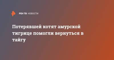 Потерявшей котят амурской тигрице помогли вернуться в тайгу - ren.tv - Приморье край - район Хасанский