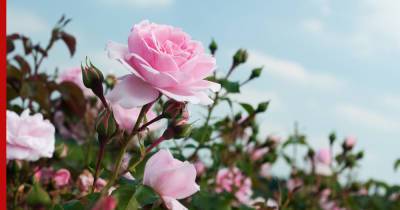 Капризные розы: какие ошибки могут погубить нежные цветы - profile.ru