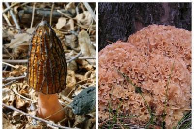 Названы самые необычные грибы в Новосибирской области - novos.mk.ru - Новосибирск - Новосибирская обл.