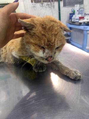 Котенка с некрозом языка и других тяжелых животных спасают в "Добром сердце" - sakhalin.info