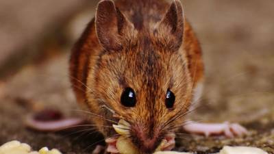 Ученые нашли способ подавить алкоголизм у мышей - piter.tv - США