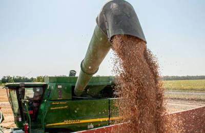 У AgroGeneration 90% собранной пшеницы — продовольственная - agroportal.ua - Украина