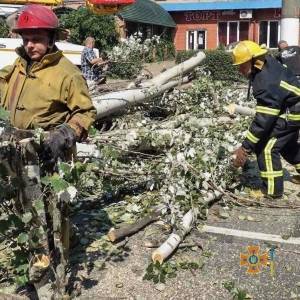 В Мелитополе упавшее дерево заблокировало проезжую часть. Фото - reporter-ua.com - Запорожье - Мелитополь