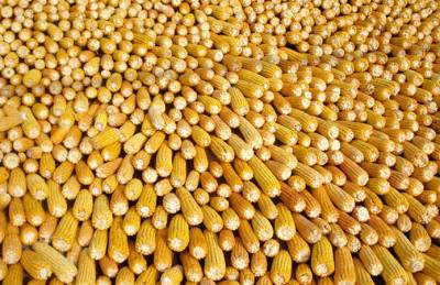 Темпы экспорта кукурузы вдвое превышают прошлогодние - agroportal.ua - Украина