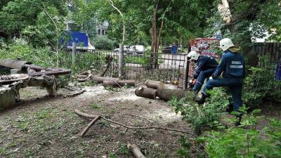 На улице Полбина упало дерево - ulpravda.ru - Ульяновск - район Засвияжский, Ульяновск