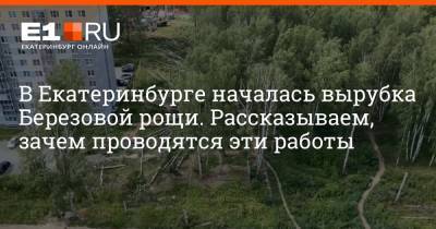 В Екатеринбурге началась вырубка Березовой рощи. Рассказываем, зачем проводятся эти работы - e1.ru - Екатеринбург