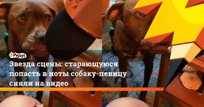 Звезда сцены: старающуюся попасть в ноты собаку-певицу сняли на видео - ridus.ru