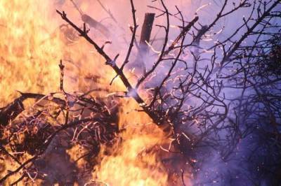Бекир Пакдемирли - Власти Турции сообщили о более 180 пострадавших из-за пожара в стране - argumenti.ru - Турция