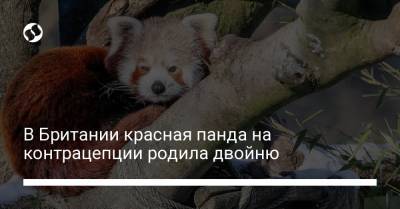 В Британии красная панда на контрацепции родила двойню - liga.net - Украина - Англия