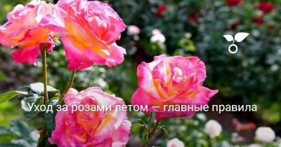 Уход за розами летом — главные правила - skuke.net