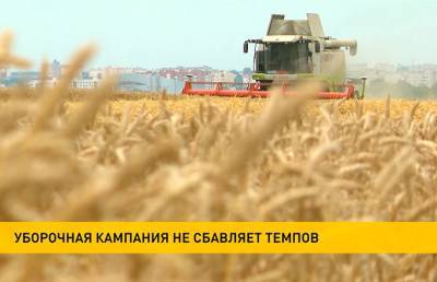 Уборочная-2021: урожай собрали с трети площадей - ont.by - Белоруссия