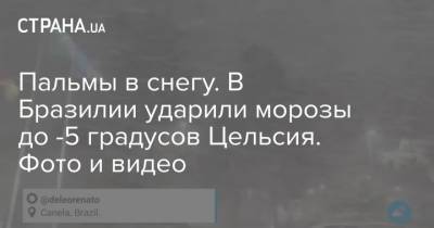 Пальмы в снегу. В Бразилии ударили морозы до -5 градусов Цельсия. Фото и видео - strana.ua - Россия - Украина - Италия - Бразилия - Аргентина - Уругвай