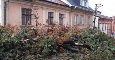 В Черновцах непогода затопила улицы и повалила деревья (ФОТО, ВИДЕО) - dsnews.ua - Украина - Черновцы