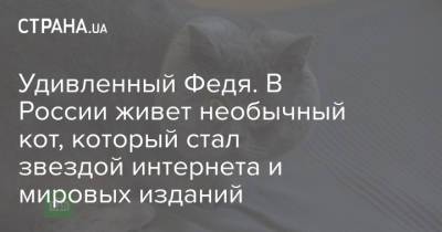 Удивленный Федя. В России живет необычный кот, который стал звездой интернета и мировых изданий - strana.ua - Россия - Украина - Ростовская обл. - Сальск
