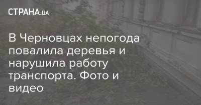 В Черновцах непогода повалила деревья и нарушила работу транспорта. Фото и видео - strana.ua - Украина - Черновцы