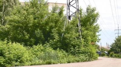 В проезде Ломоносова опора линии электропередачи заросла кустарником - penzainform.ru