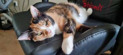 Ответ Animalrescueed в «На завод в лесу подкинули котят. Ночевать крошкам негде» Продолжение поста «Скоро сказка… - skuke.net - Интересно