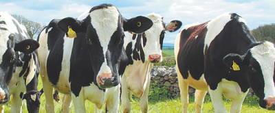 В коровьем кишечнике нашли разлагающих пластик микробов - runews24.ru - county Frontier